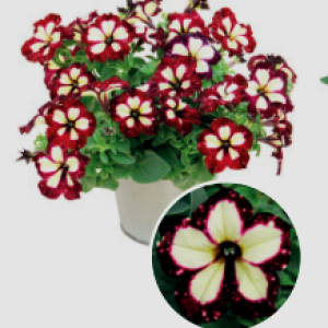 Lightning Sky2_300x300